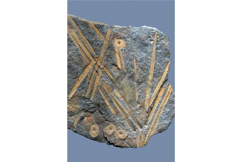 Echinocrinus sp.