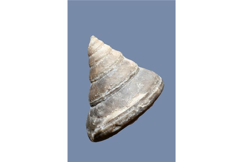 Euconospira sp.