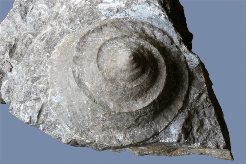 Gastropoda Gen. et. sp. indet.