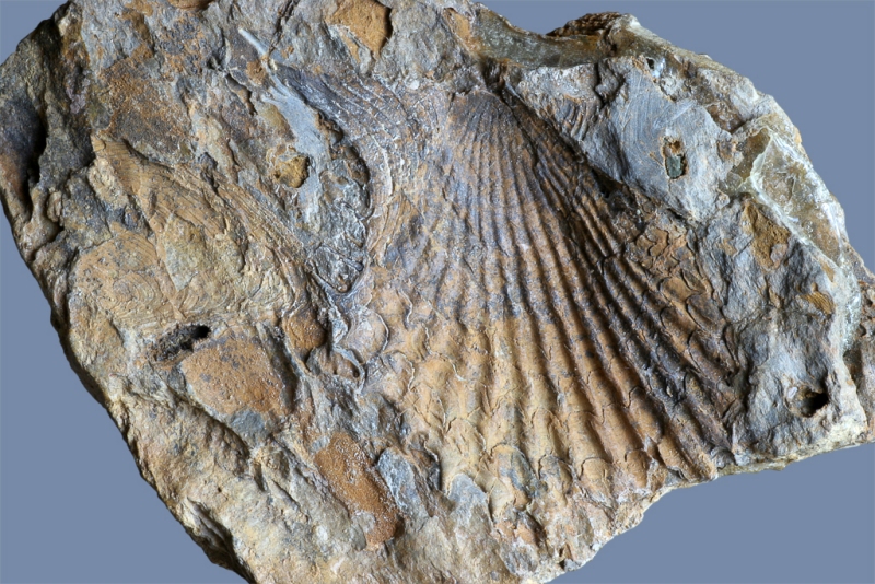 Acanthopecten bedici