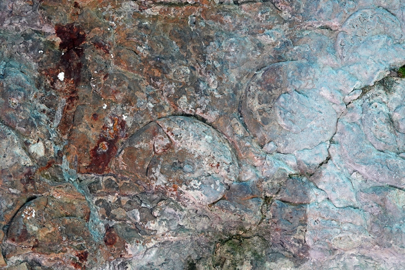 Ammonoid Pavement
