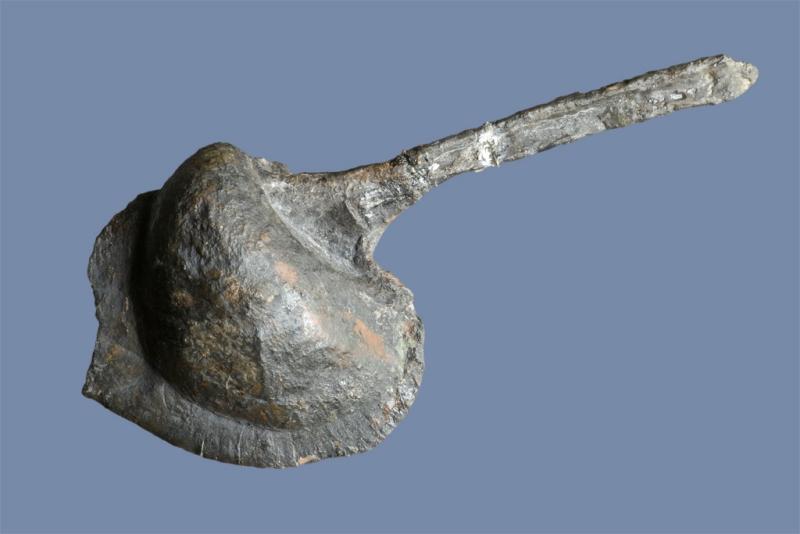 Arceodomus longirostris