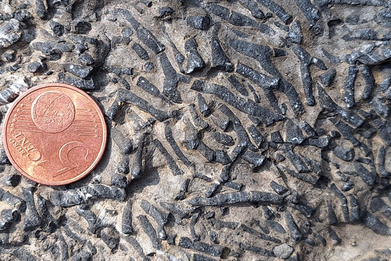 Calcareous Algae Thalli