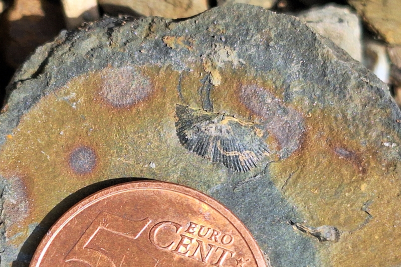 Concretion with Chonetoid Brachiopod and Geochemical Halos