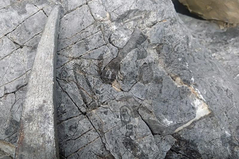 Crinoidal Rudstone