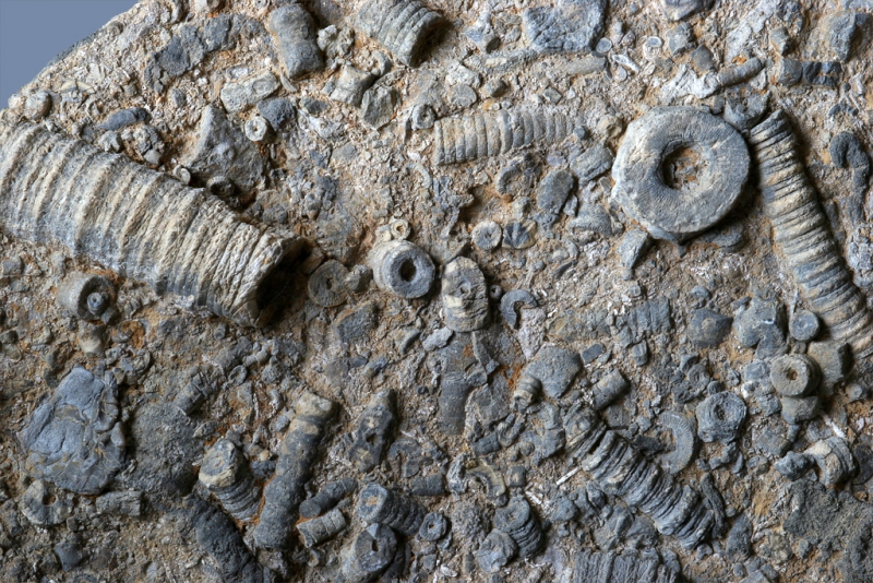 Entrochus? and/or Palermocrinus?