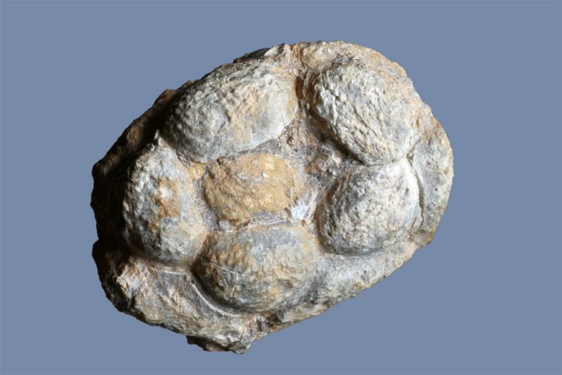 Crinoidea Gen. et. sp. indet.