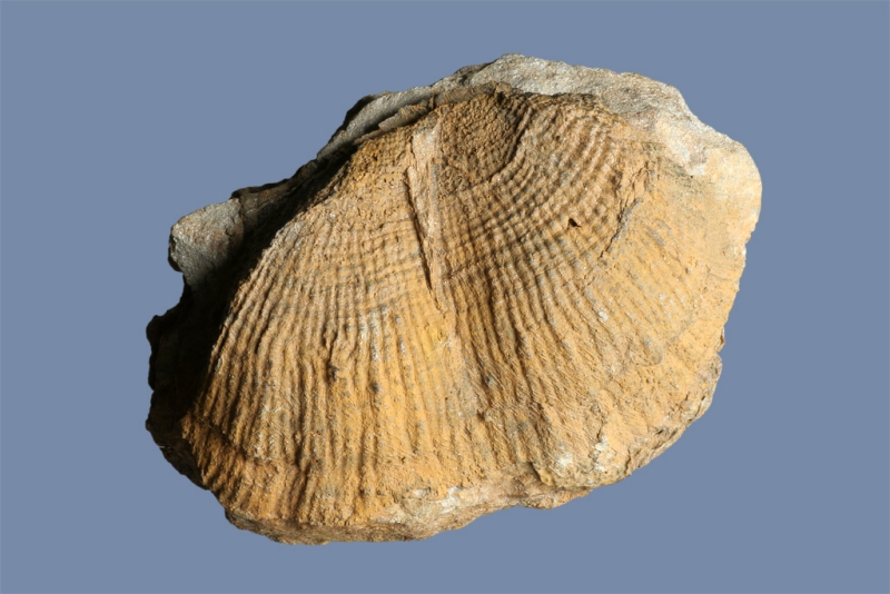 Dictyoclostus semireticulatus