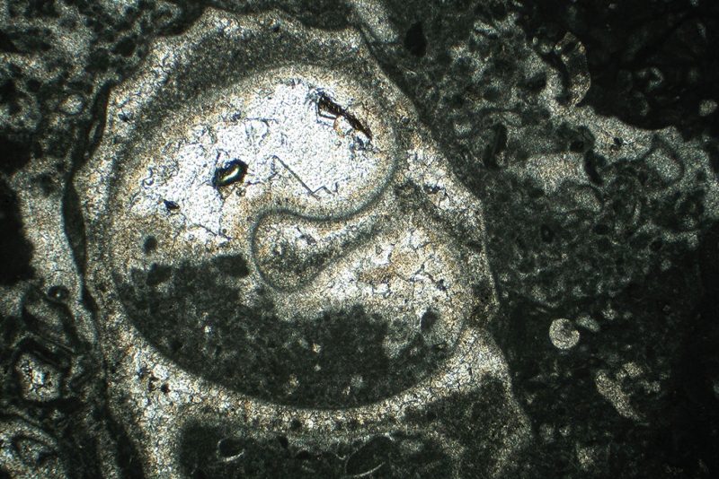 Gastropod with Geopetal Structure