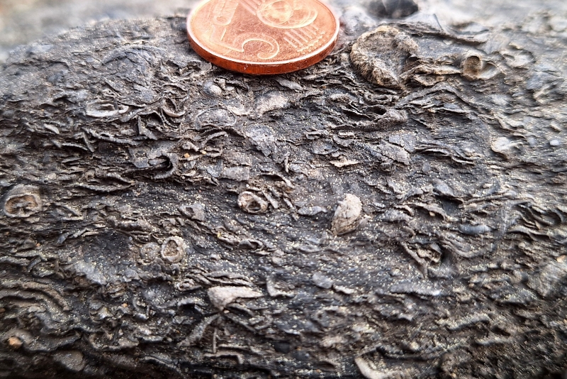 Gastropod Shell Lag