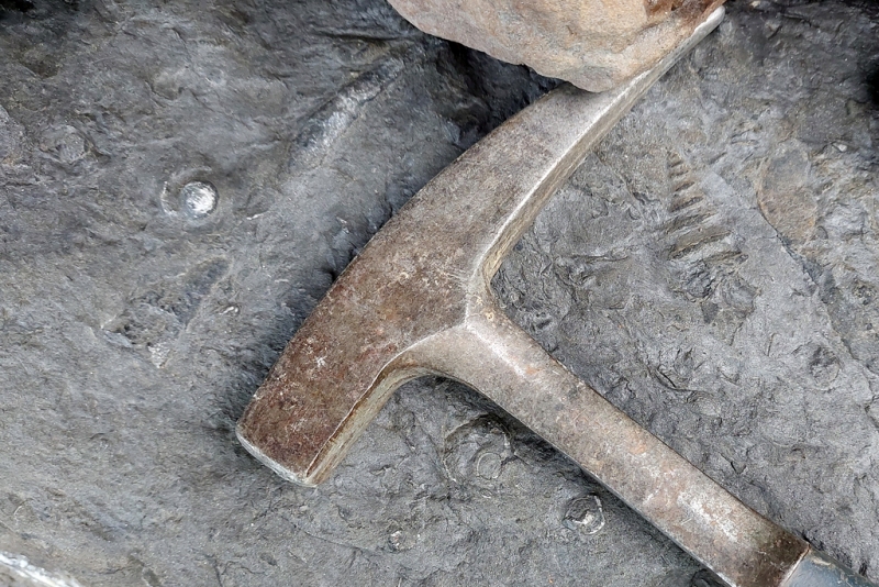 Marlstone with Goniasmid and Scaphopod