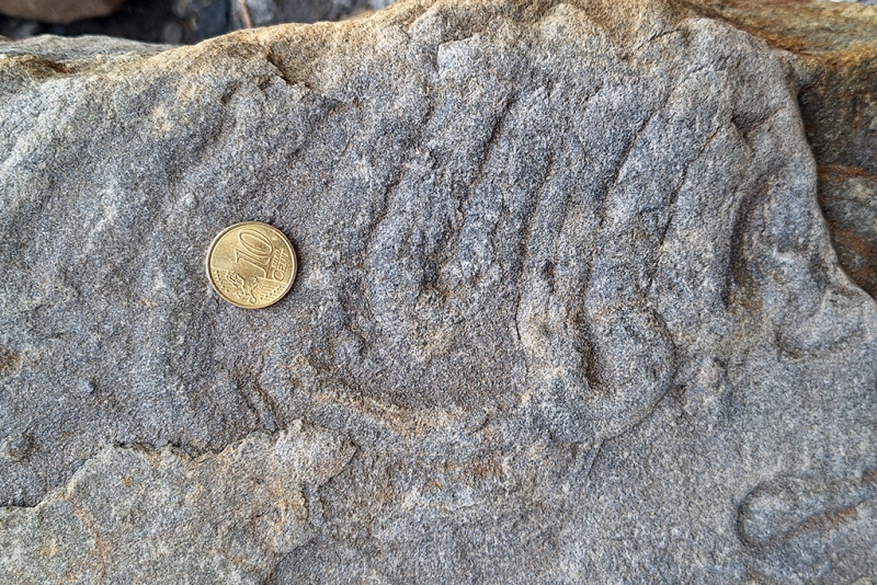 Meandering Grazing Trace