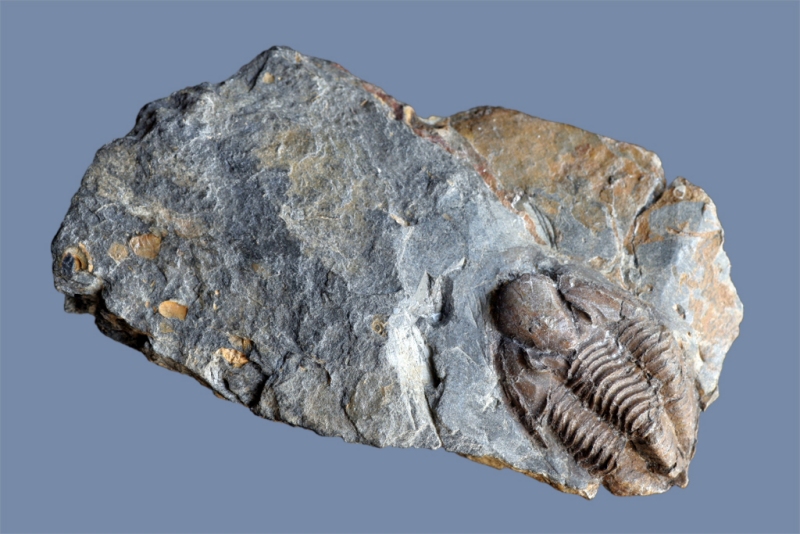 Paladin (Kaskia) bedici