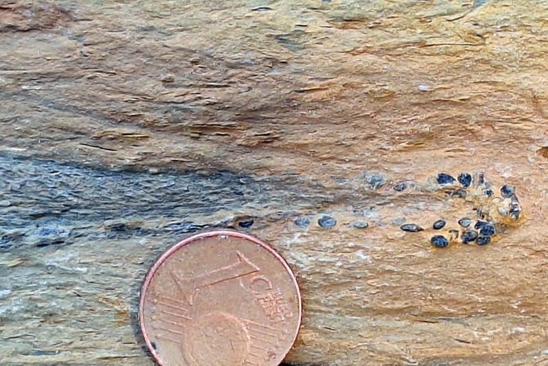 Pellets-Lined Burrow