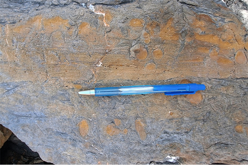 Recolonization Trace Assemblage in Distal Storm-Laminated Mudrock