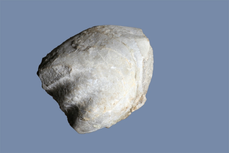 Rhynchonellata Gen. et. sp. indet.