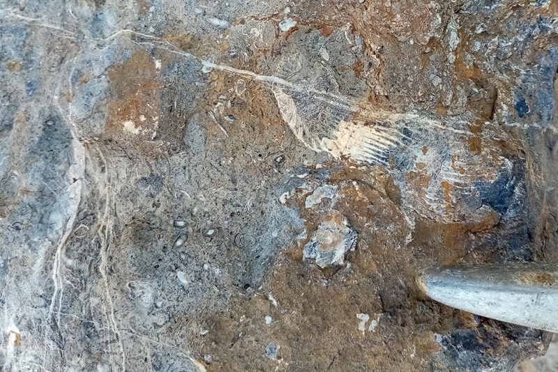 Rugose Coral within Rudstone