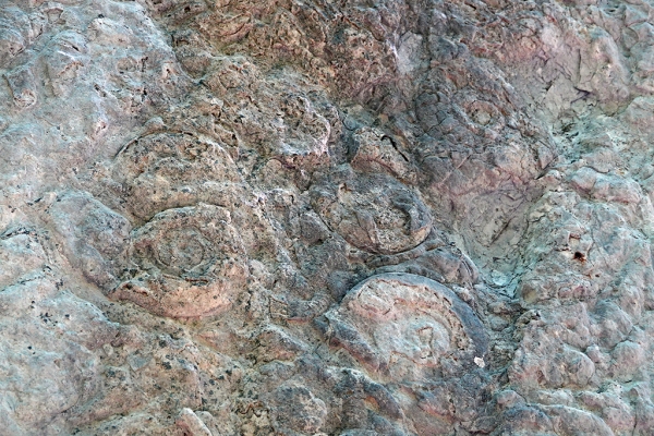 Ammonoid Pavement