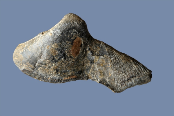 Arceodomus longirostris