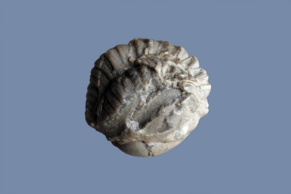 Cummingella slovenica