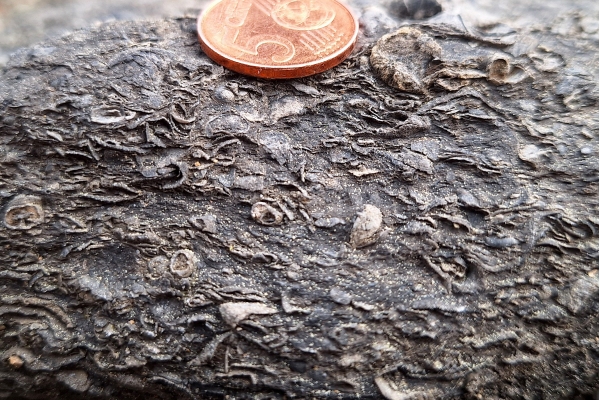 Gastropod Shell Lag