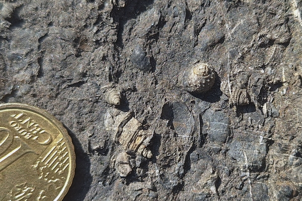 Gastropod Shell Lag