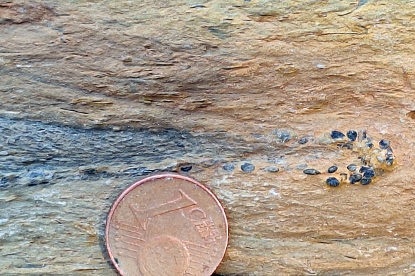 Pellets-Lined Burrow