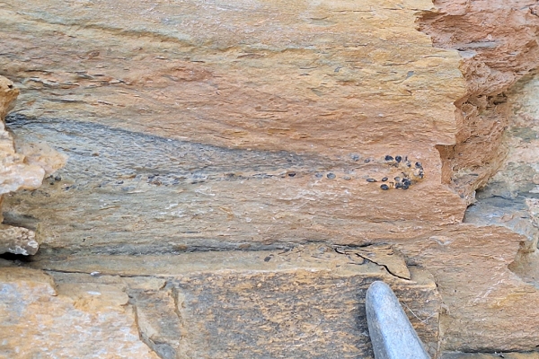 Pellets-Lined Burrow