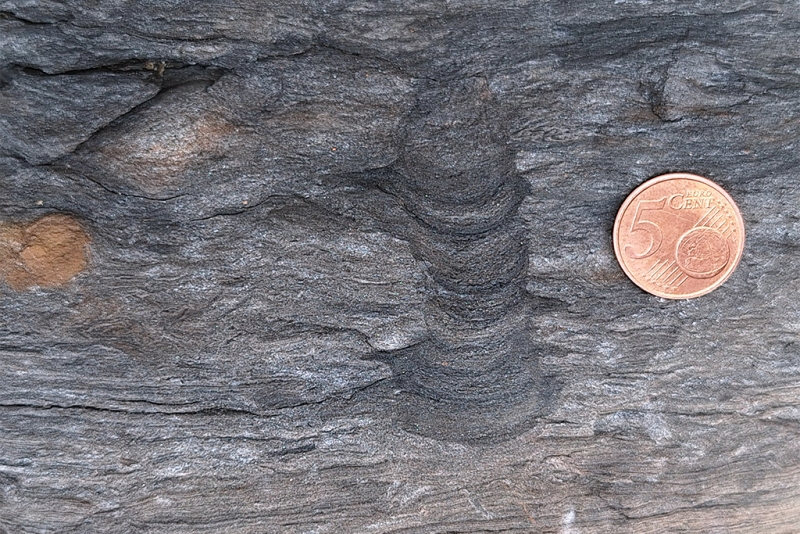 Vertical Backfill Laminae-Bearing Burrow