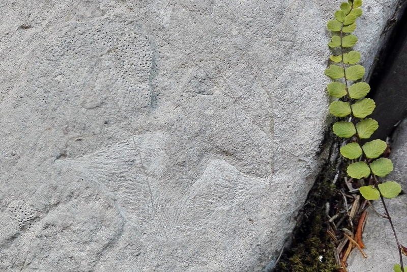Fossil Sponge Framework or Sponge-Bafflestone