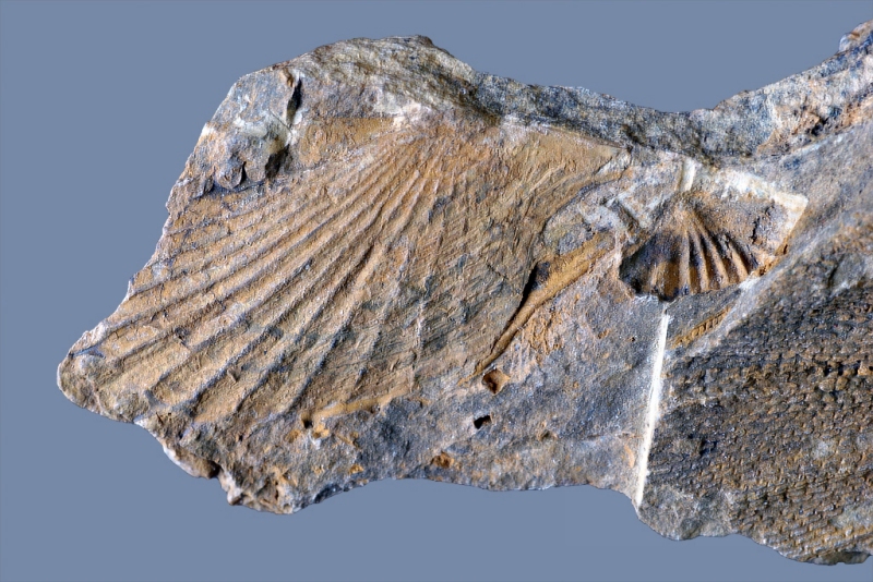 Acanthopecten bedici