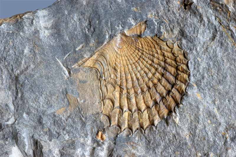 Acanthopecten elegantulus