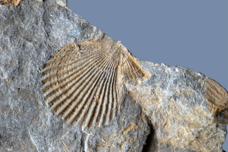 Acanthopecten orientalis