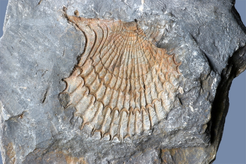 Acanthopecten ramovsi