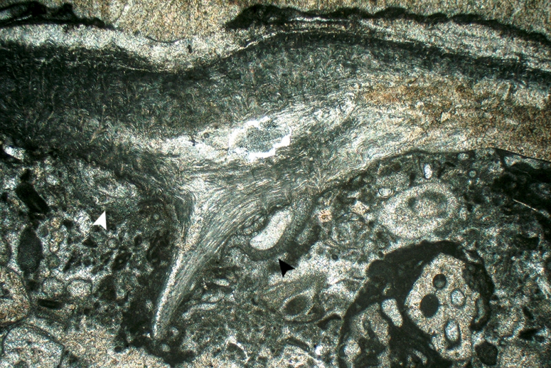 Brachiopod Valve with Sesile Foraminifera