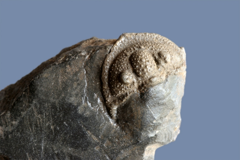 Brachymetopus (Acutimetopus) jesenicianus