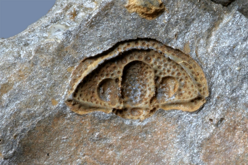 Brachymetopus (Acutimetopus) pseudometopina