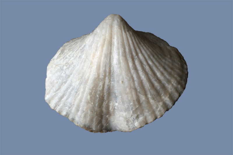 Brachythyris sp.