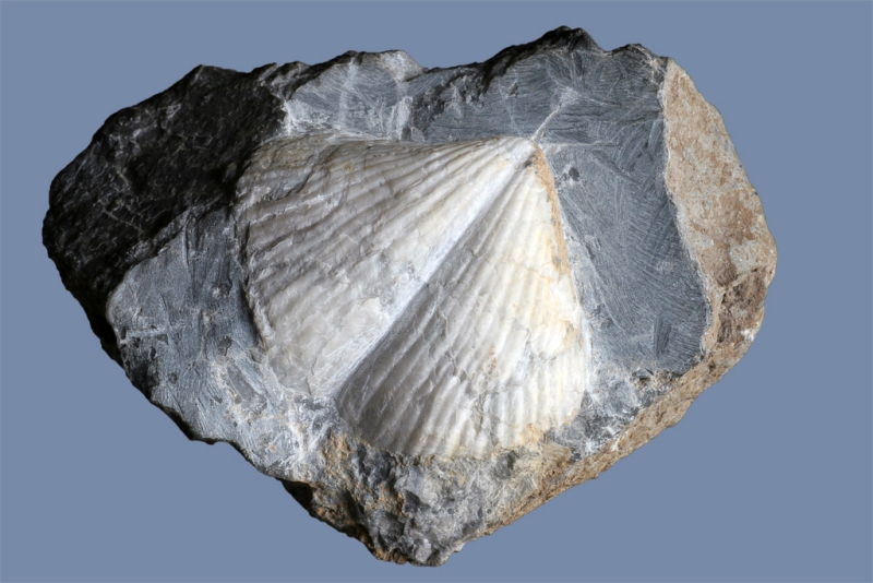 Brachythyris sp.