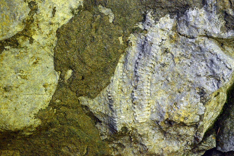 Breccia with Crinoidal Rudstone