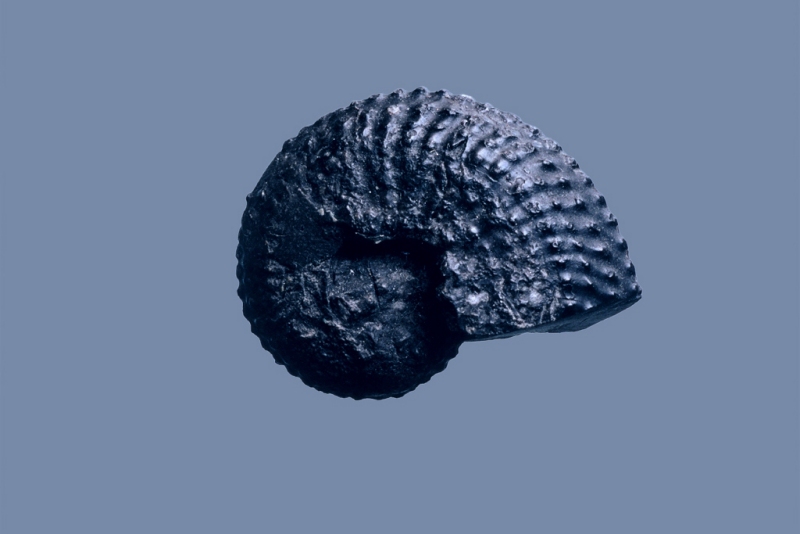 Trachyceratidae Gen. et sp. indet.