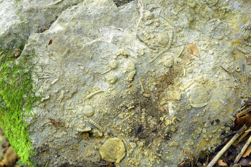 Crinoidal Rudstone