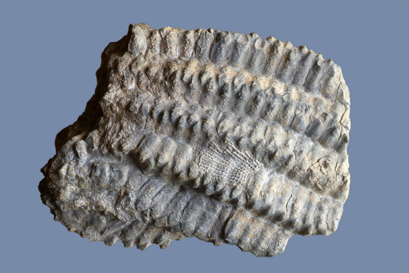 Crinoidea gen. et. sp. indet.