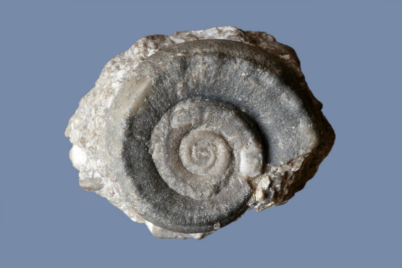 Euomphalus pernodosus