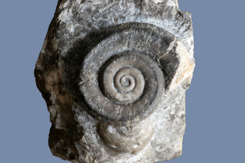 Euomphalus sp.