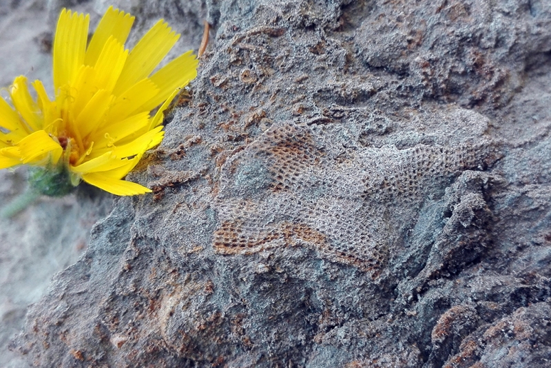 Fenestellid Bryozoan