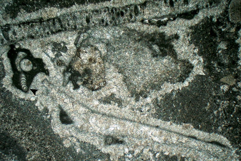 Sesile Foraminifera & Tubiphytes