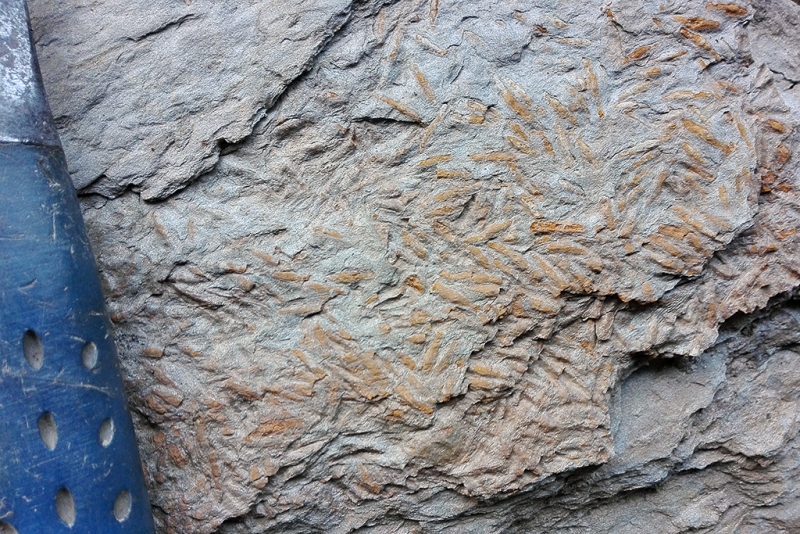 Fusulinids on Shale