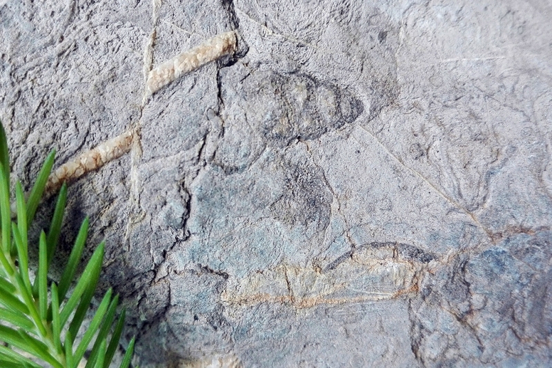 Gastropod in Limestone with Microfault