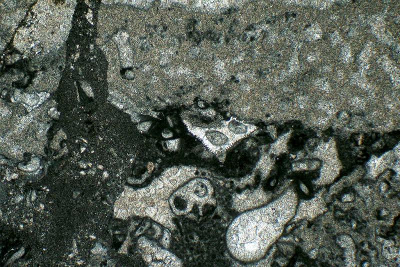 Sponge Hikorocodium with Sesile Foraminifera